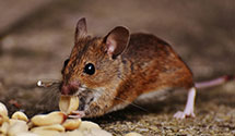 24 Hour & Emergency Exterminators in Dulles, VA